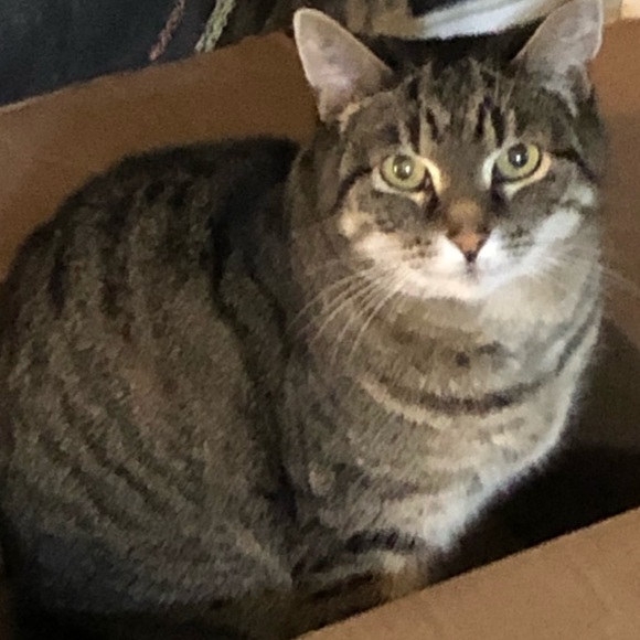 Meet your Posher, Angels - Picture 1 of 1